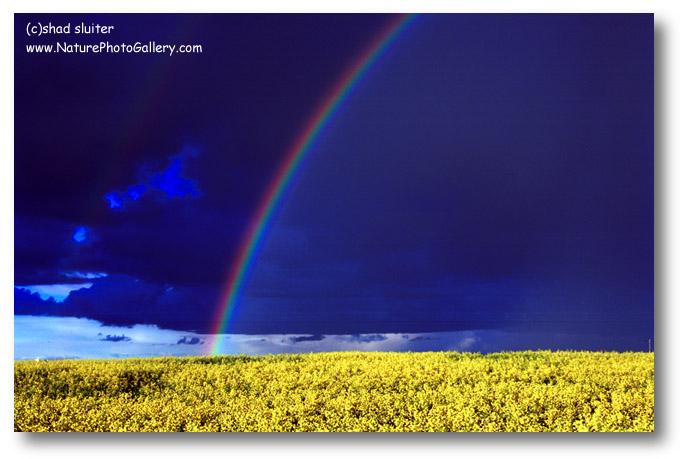 canola rainbow