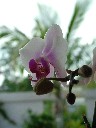 Orchid2