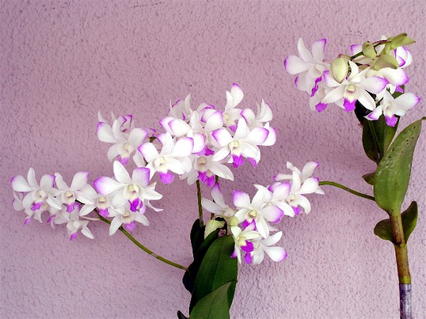 Orchid5