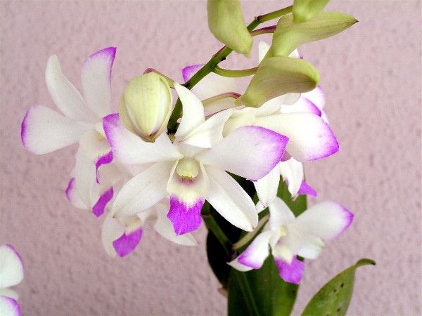 Orchid6