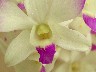 Orchid7