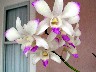 Orchid8