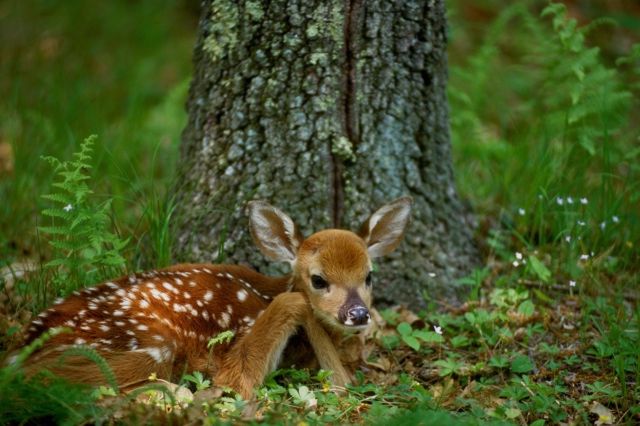 fawn