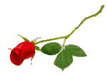 single red rose